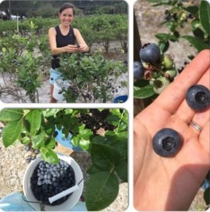 blueberry picking